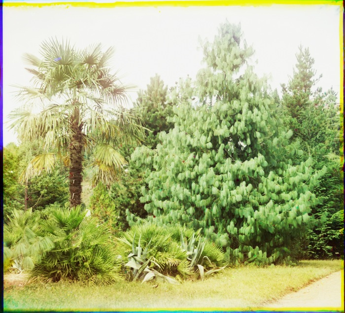 Pinus Excelsa. Hamerops excelsus.     